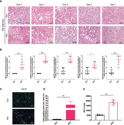 Combined Immunotherapy With Belatacept and BTLA Overexpression Attenuates Acute Rejection Following Kidney Transplantation